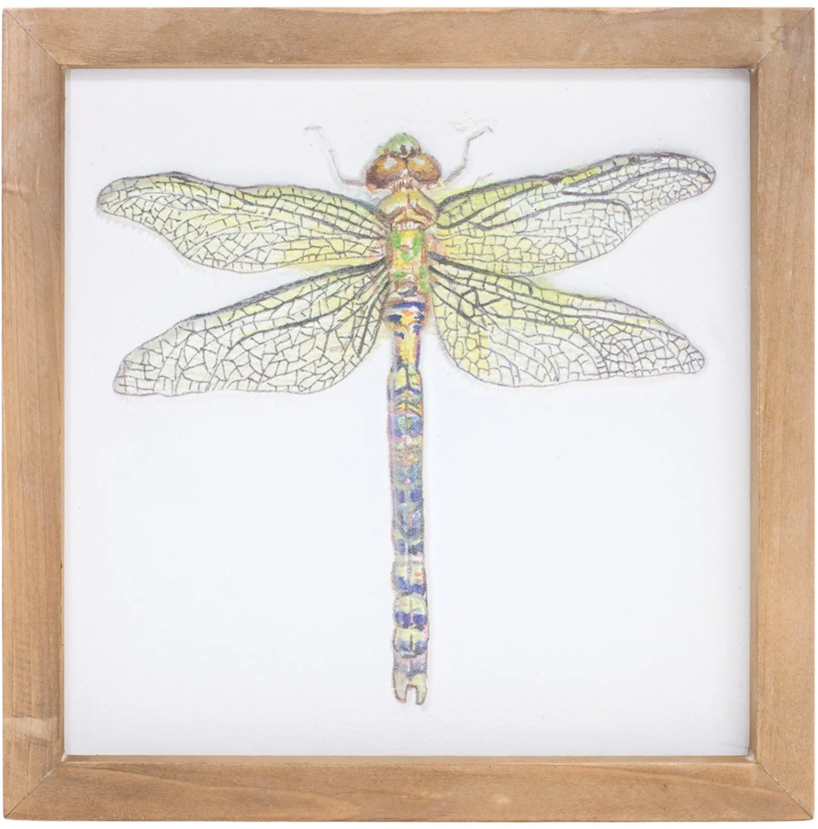 Assorted Insect Framed Plaque-2