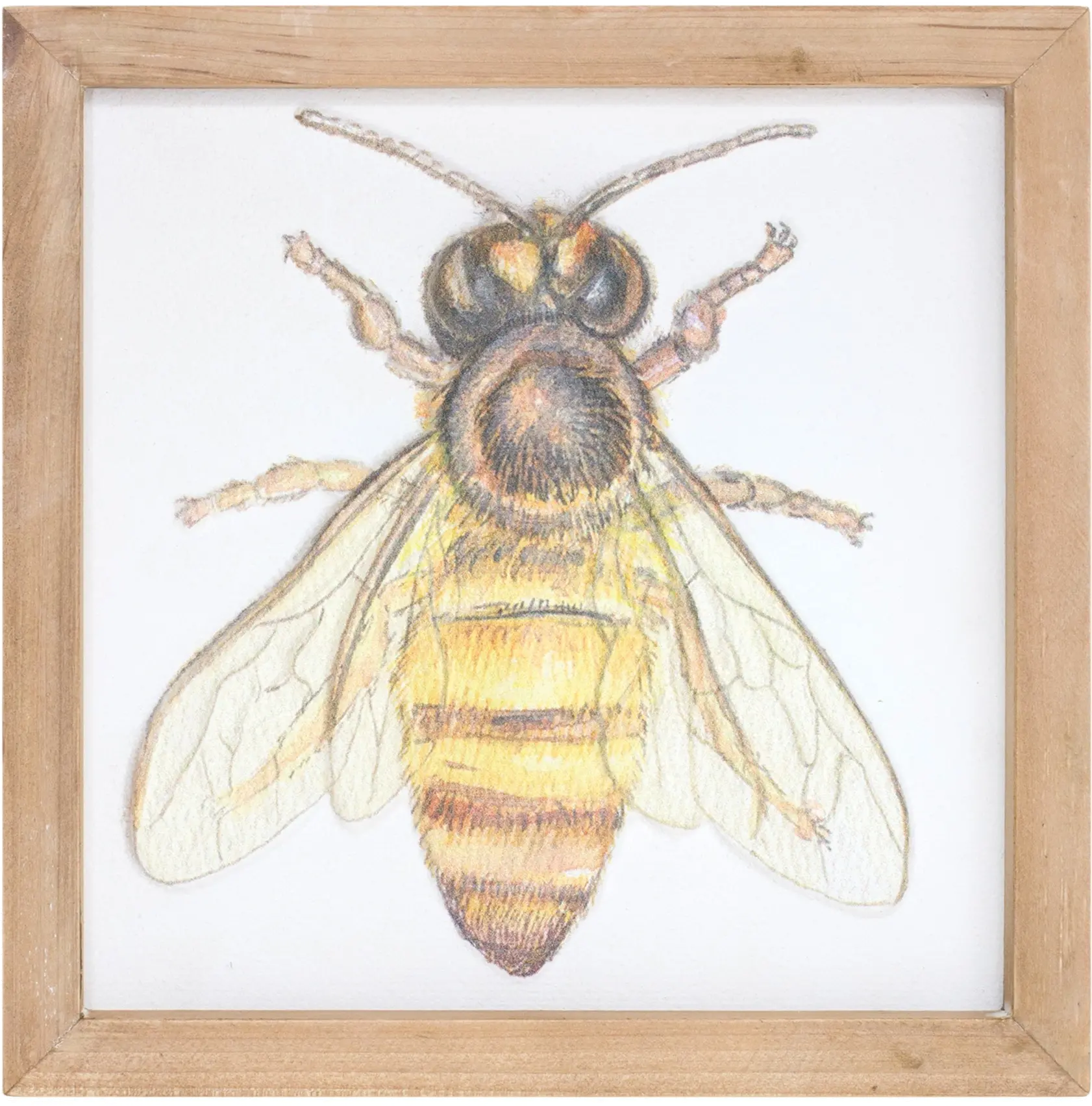 Assorted Insect Framed Plaque-3