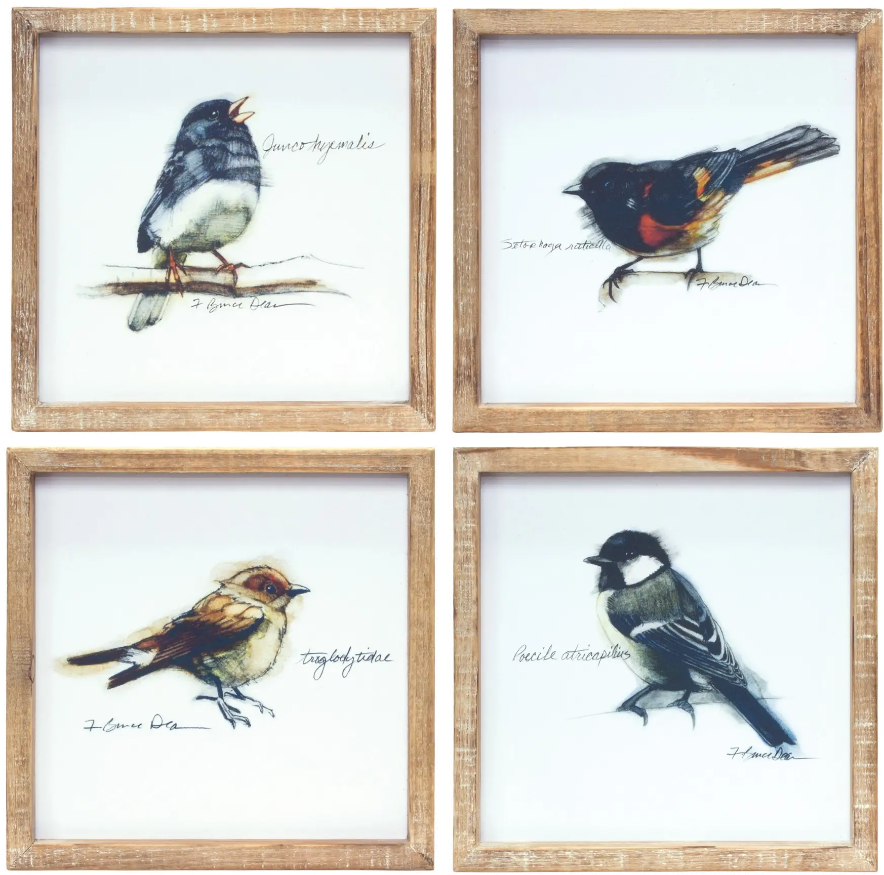 Assorted Wood Framed Bird Prints-1