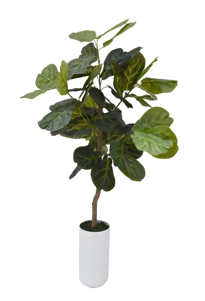 5' Fig Tree in White Grooved Planter