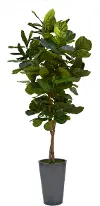 8' Fig Tree in Gray Planter