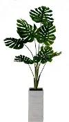 Split Leaf Philo Plant with Container