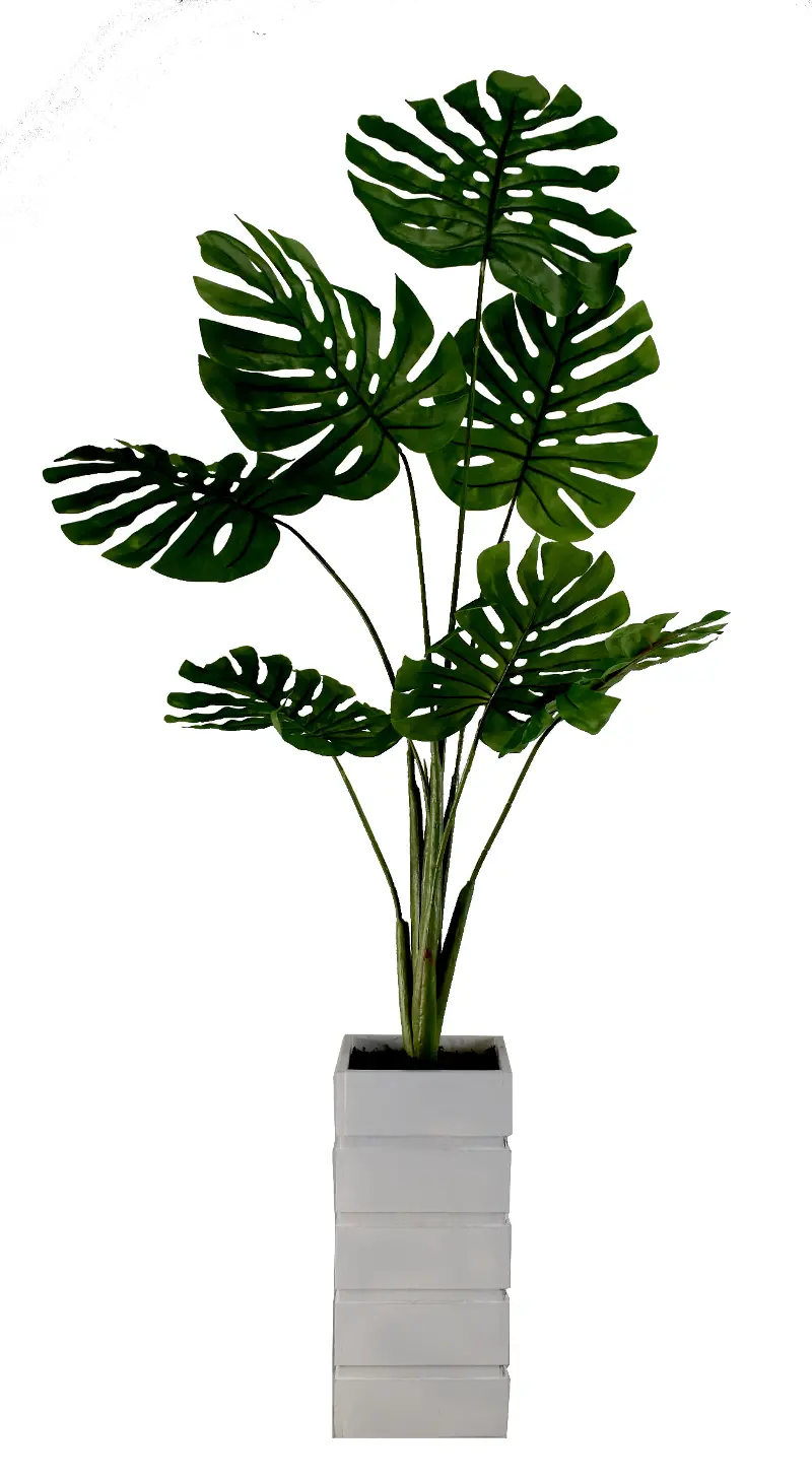 Split Leaf Philo Plant with Container