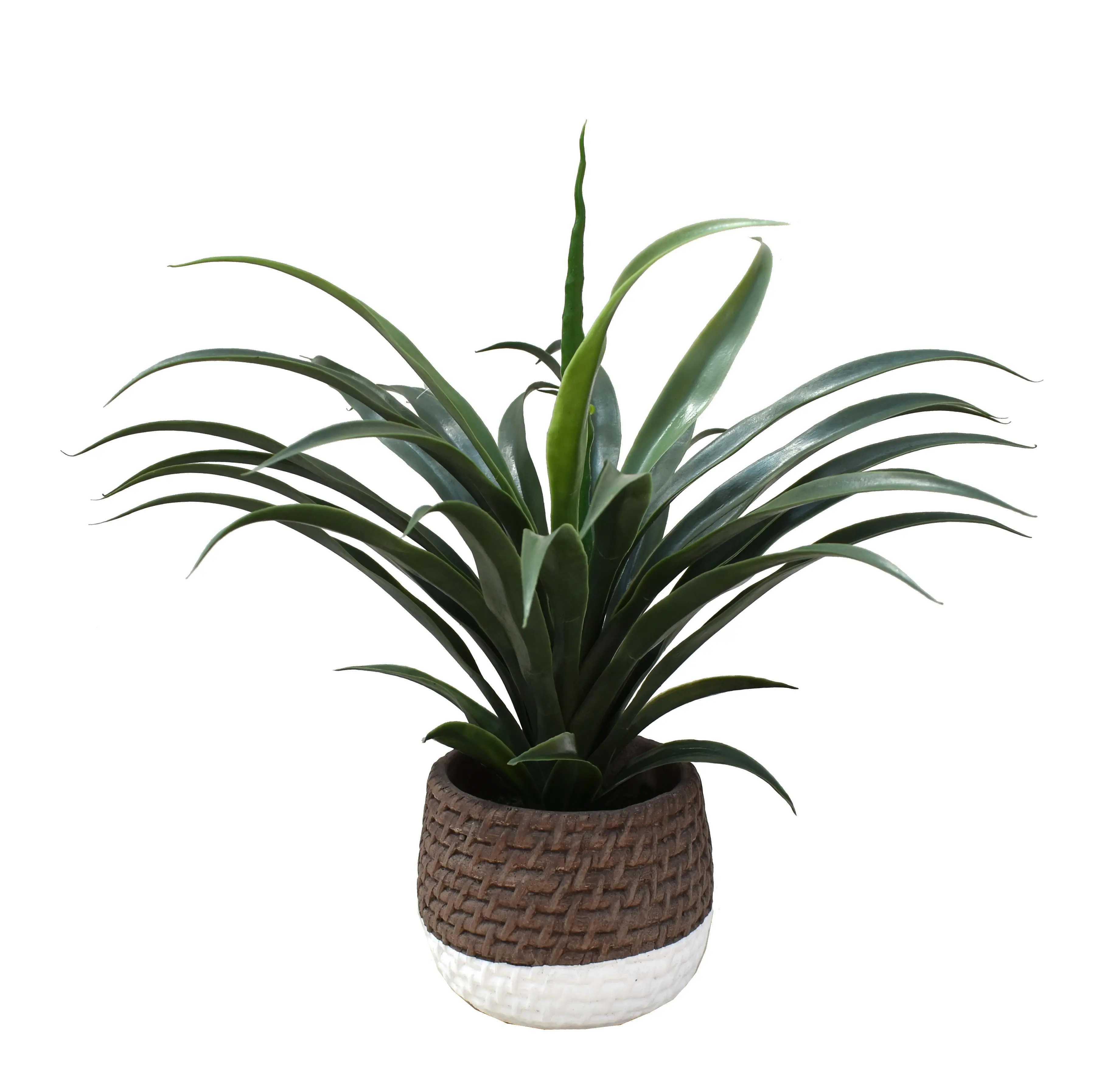 14  Yucca in Two Rope Cement-1