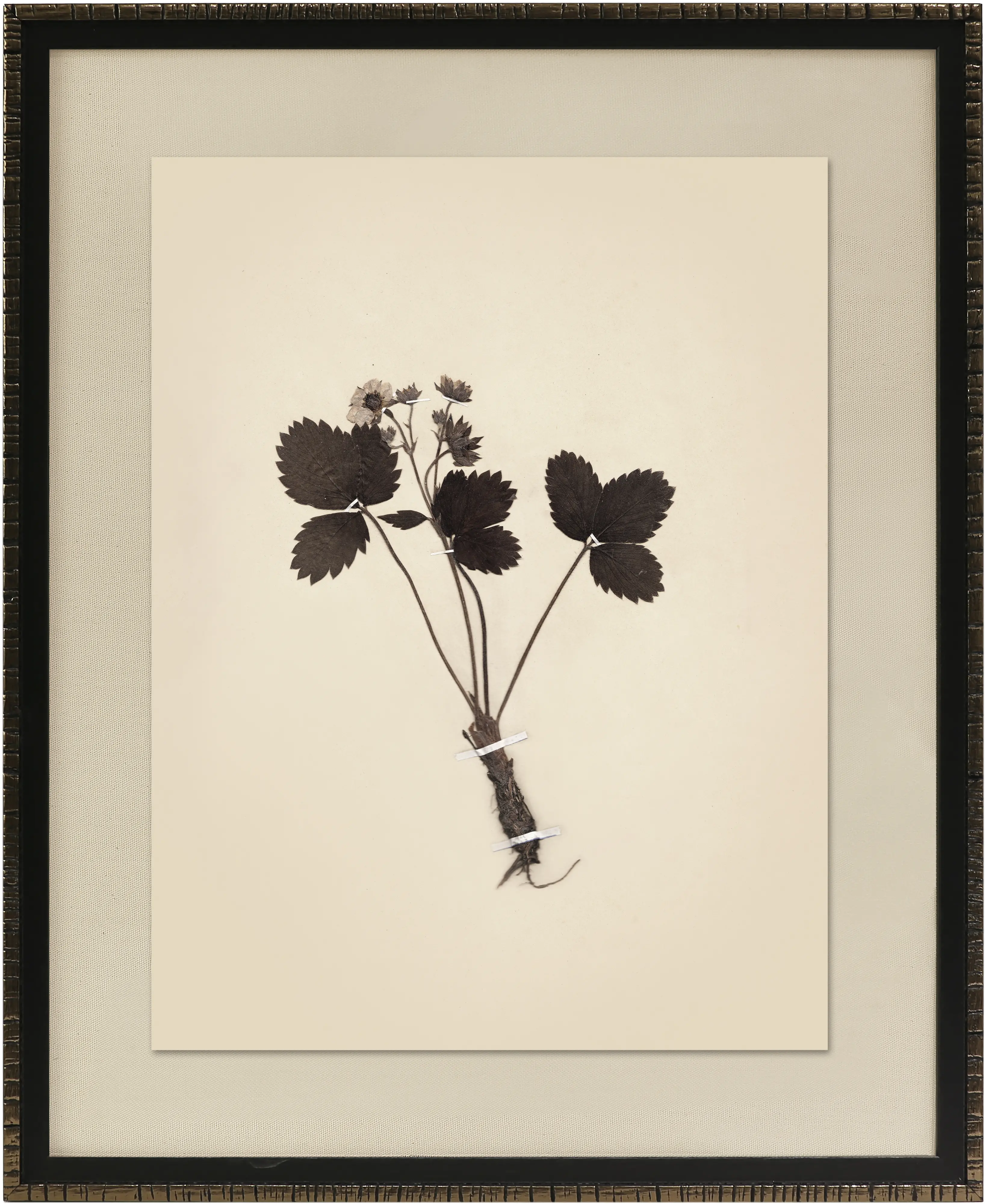 Pressed Botanical Framed Wall Art-1