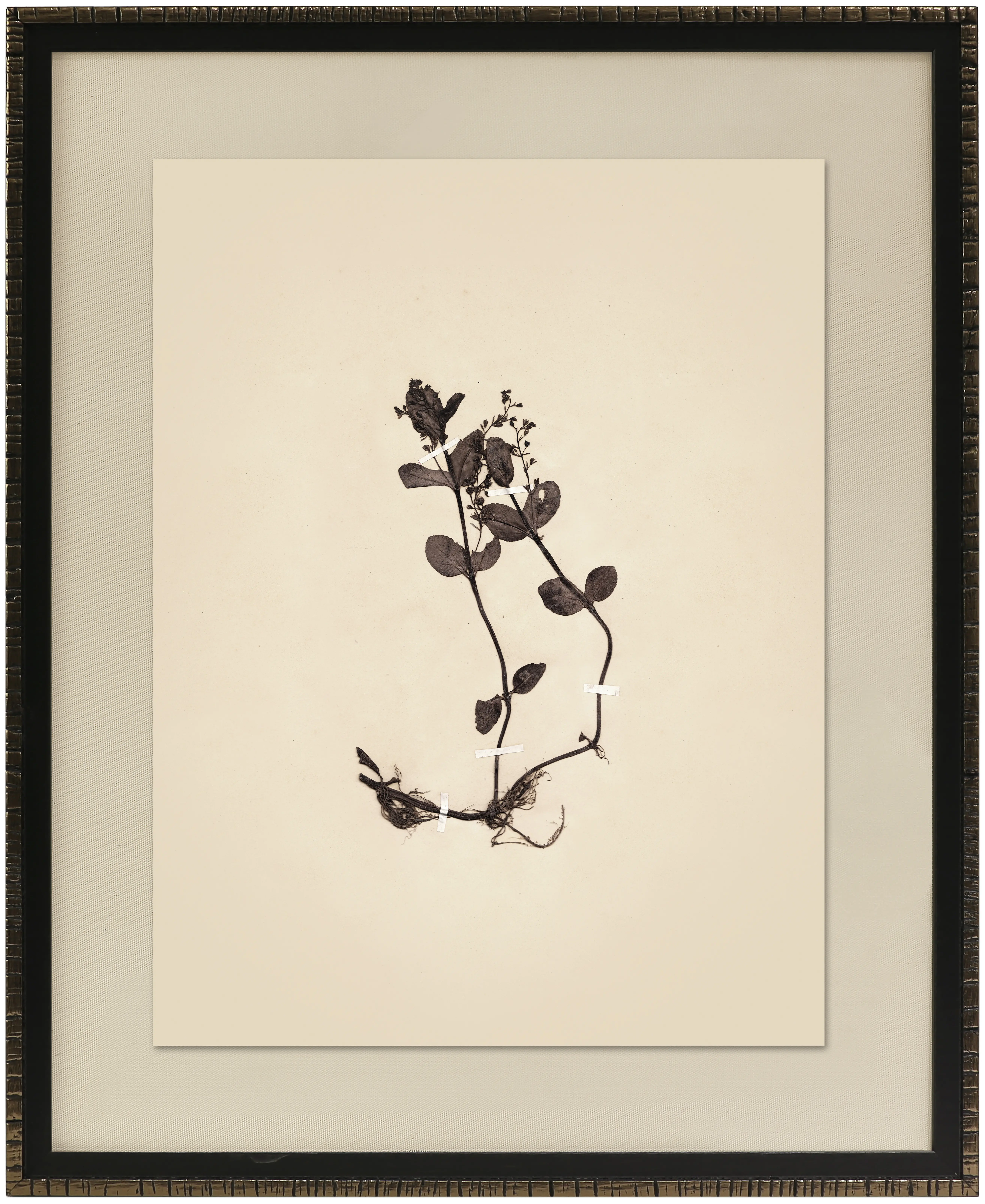 Pressed Botanical II Framed Art-1
