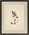 Pressed Botanical II Framed Art