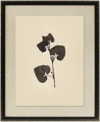 Pressed Botanical III Framed Art
