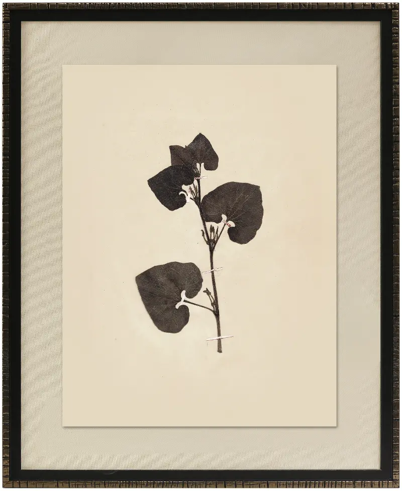 Pressed Botanical III Framed Art