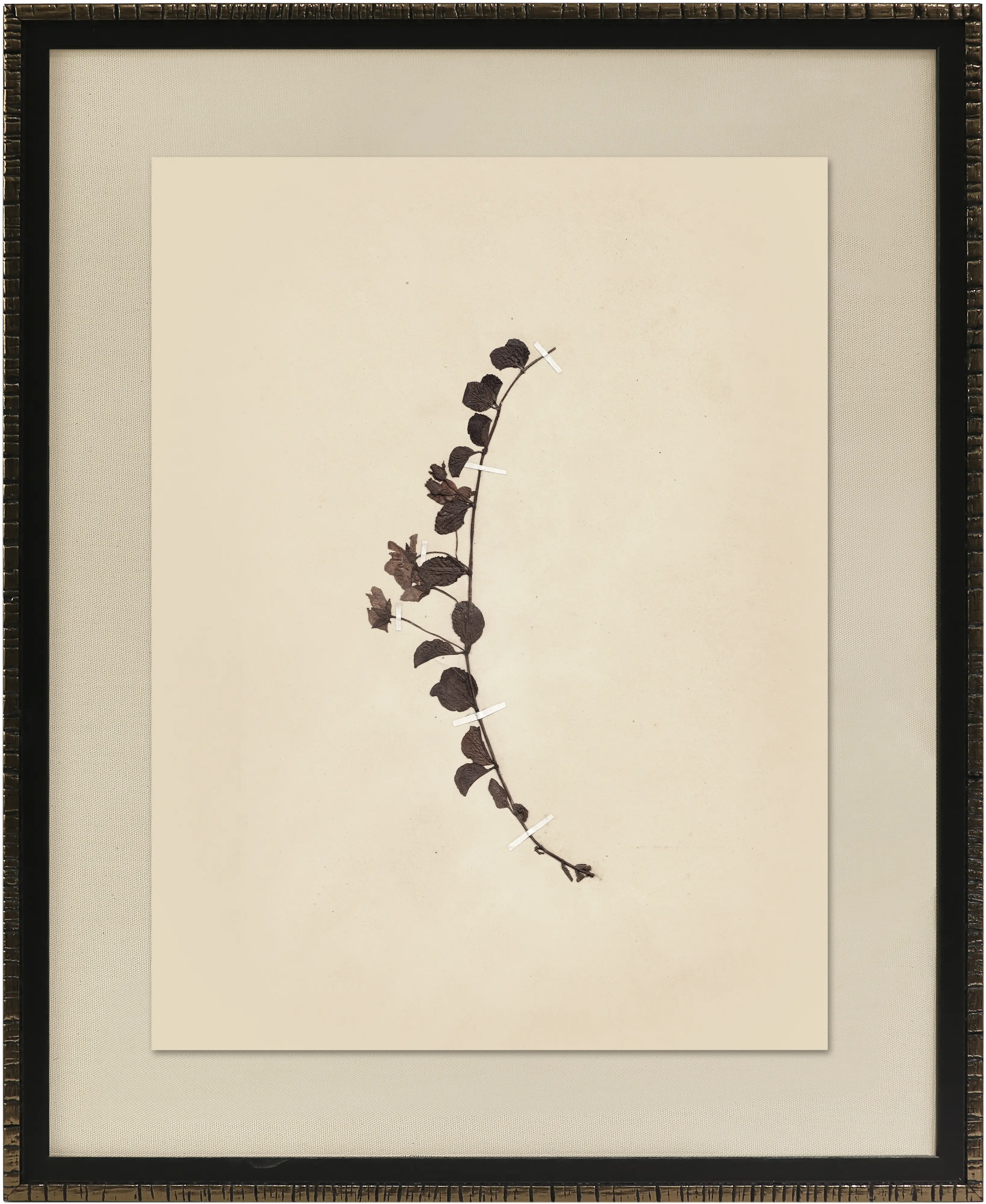 Pressed Botanical IV Framed Wall Art-1