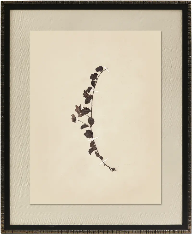 Pressed Botanical IV Framed Wall Art