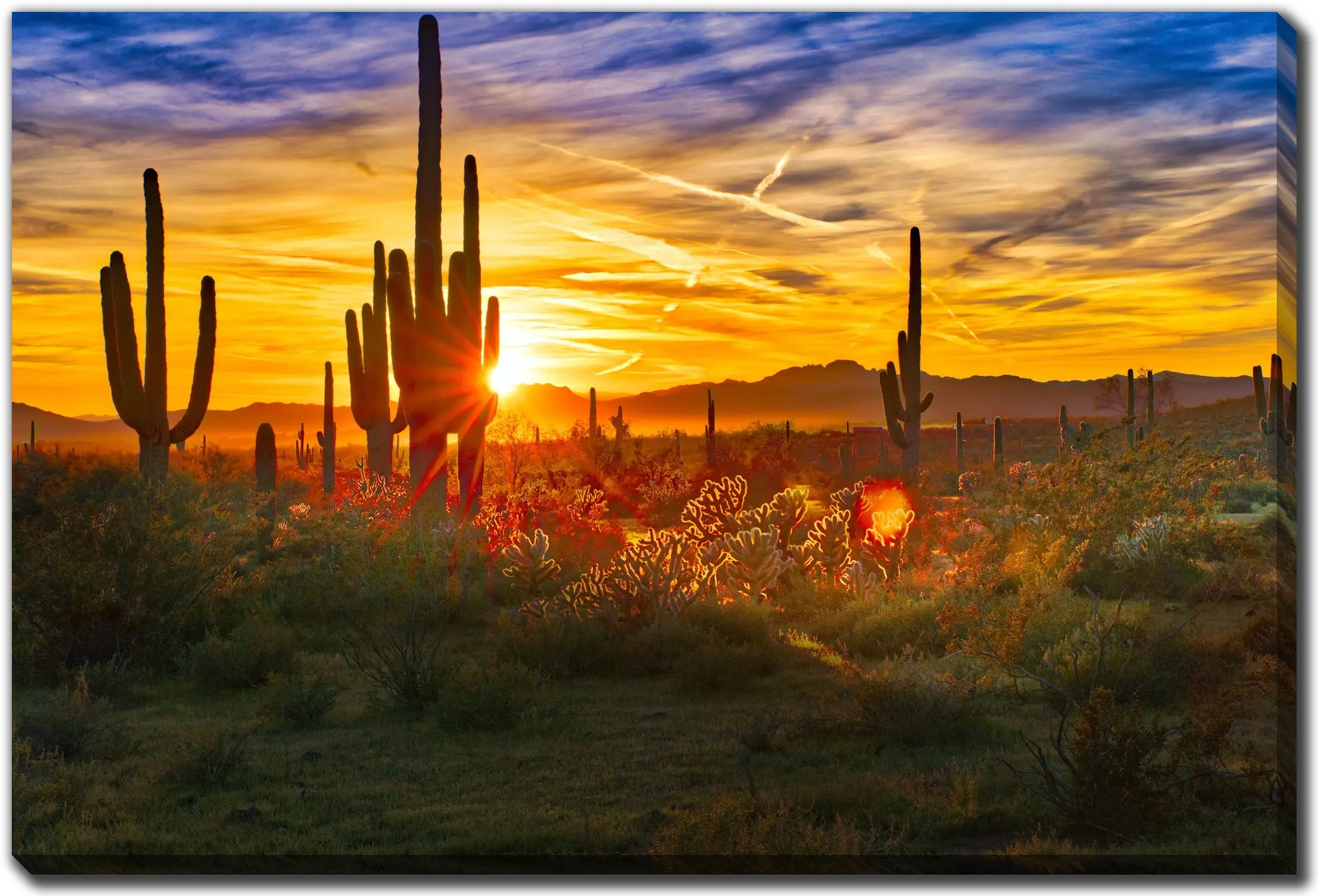 Saguaros At Sunset Canvas-1