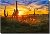 Saguaros At Sunset Canvas
