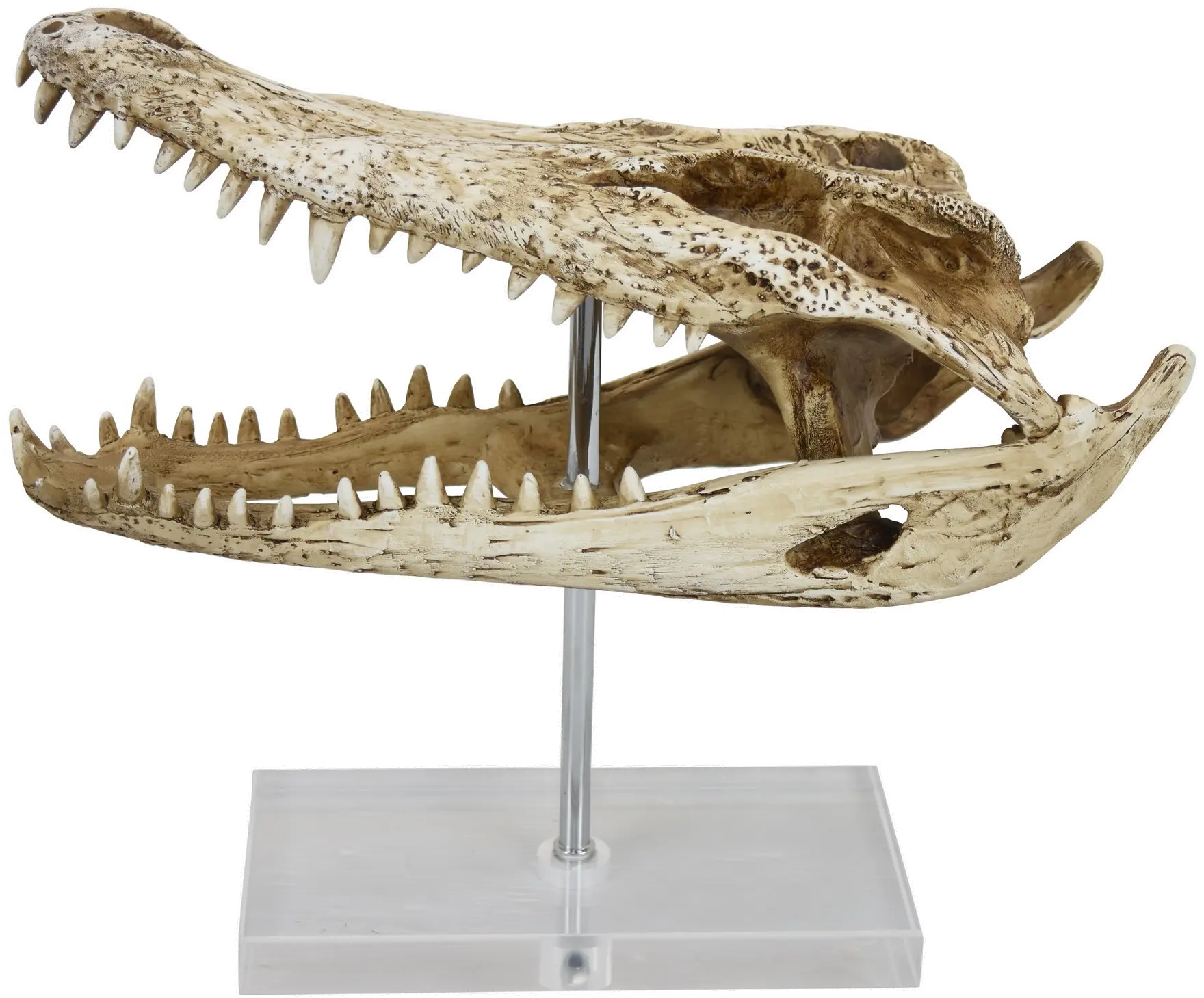 Crocodile Head on Acrylic Base-1