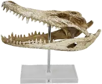 Crocodile Head on Acrylic Base