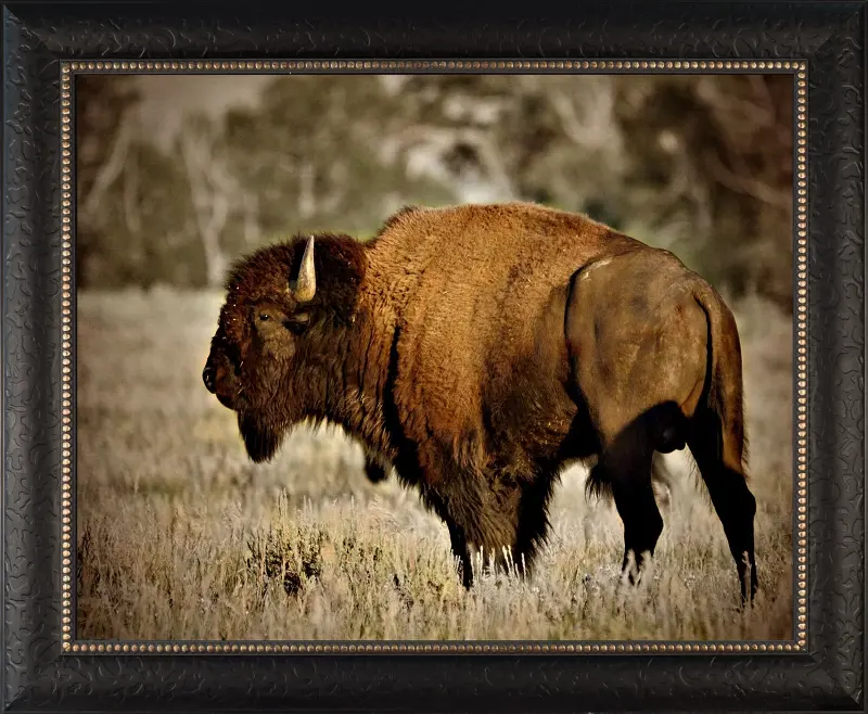 Lone Bison Framed Canvas