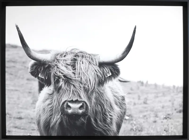Framed Highland Cow Wall Art