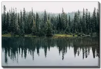 Pine Trees Reflected Wall Art