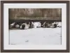 We See You Dogs Framed Photo