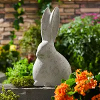 11.5  Gray Long Eared Rabbit