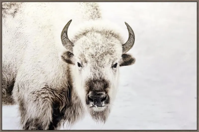 Prairie Watch Gray and White Canvas