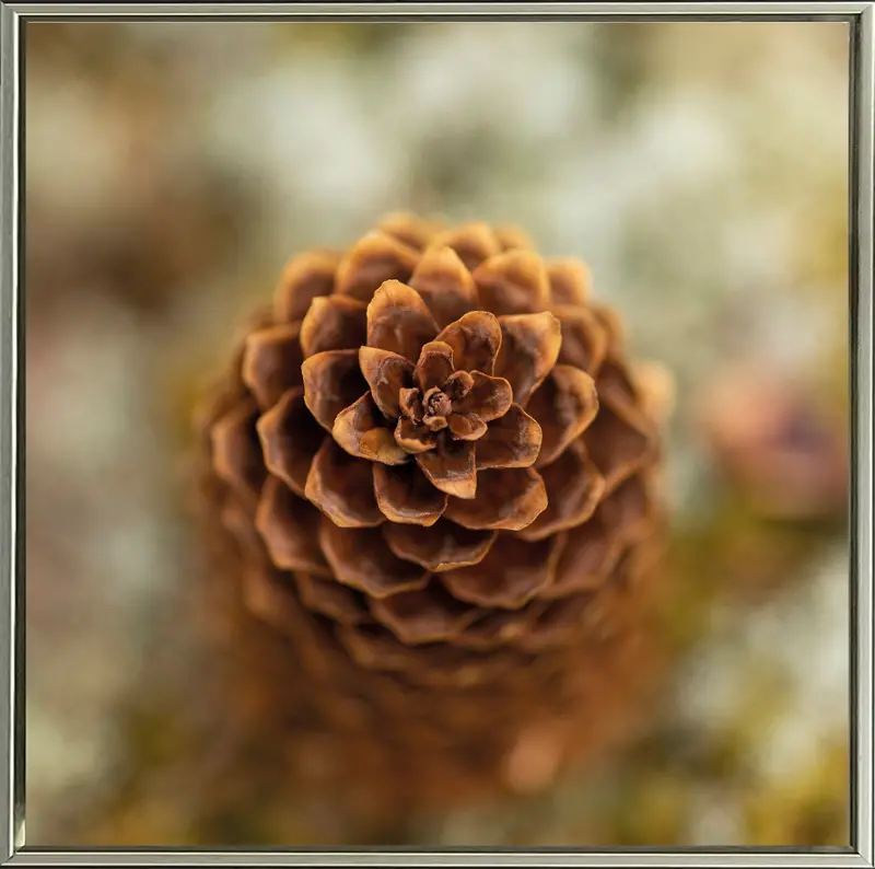 Down to Earth Embellished Framed Canvas