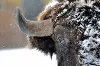 Snowy Bison Tempered Glass Art