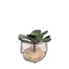 Crassula Echeveria Glass Cube