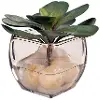 Crassula Echeveria Glass Cube