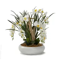 Natural Touch Orchid