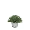 Yucca Rostrata