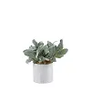 Lambs Ear Plant