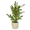 Ficus Plant