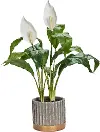 Peace Lily