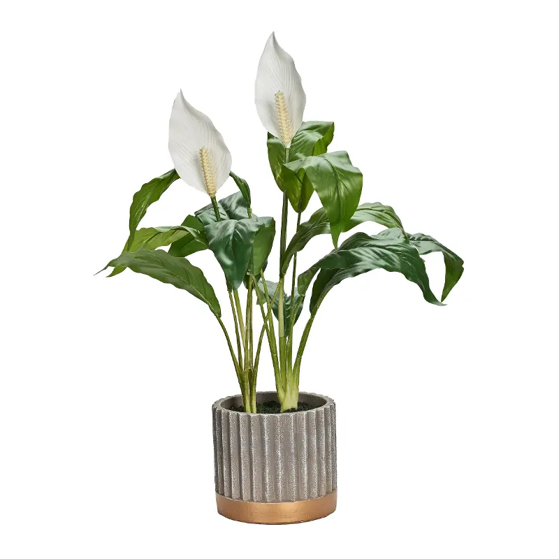 Peace Lily
