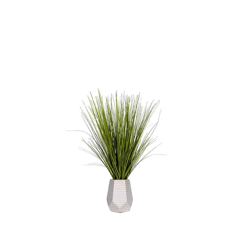 Onion Grass in Ceramic Pot
