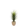 Panicum Grass