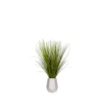 6' Birdnest Palm