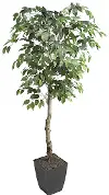 6' Ficus Tree
