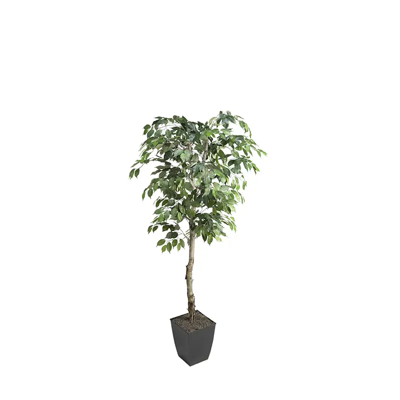 6' Ficus Tree