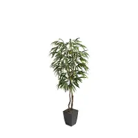 6' Weeping Ficus Tree