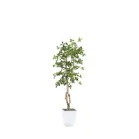 6' Black Olive Tree