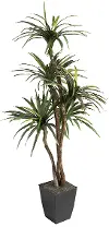 6' Dracaena Tree