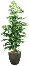 7' Phoenix Palm Tree