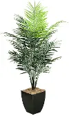 7' Dwarf Areca Palm
