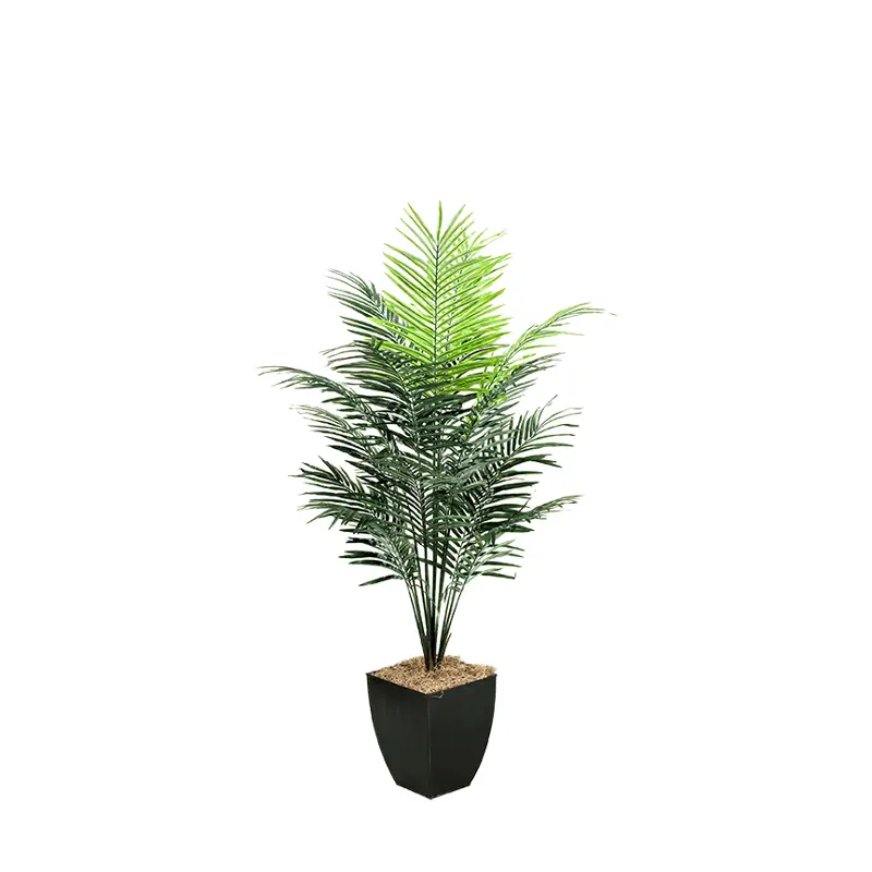 7' Dwarf Areca Palm