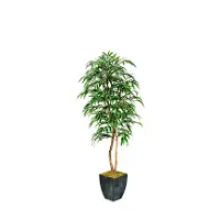 7' Weeping Ficus Tree