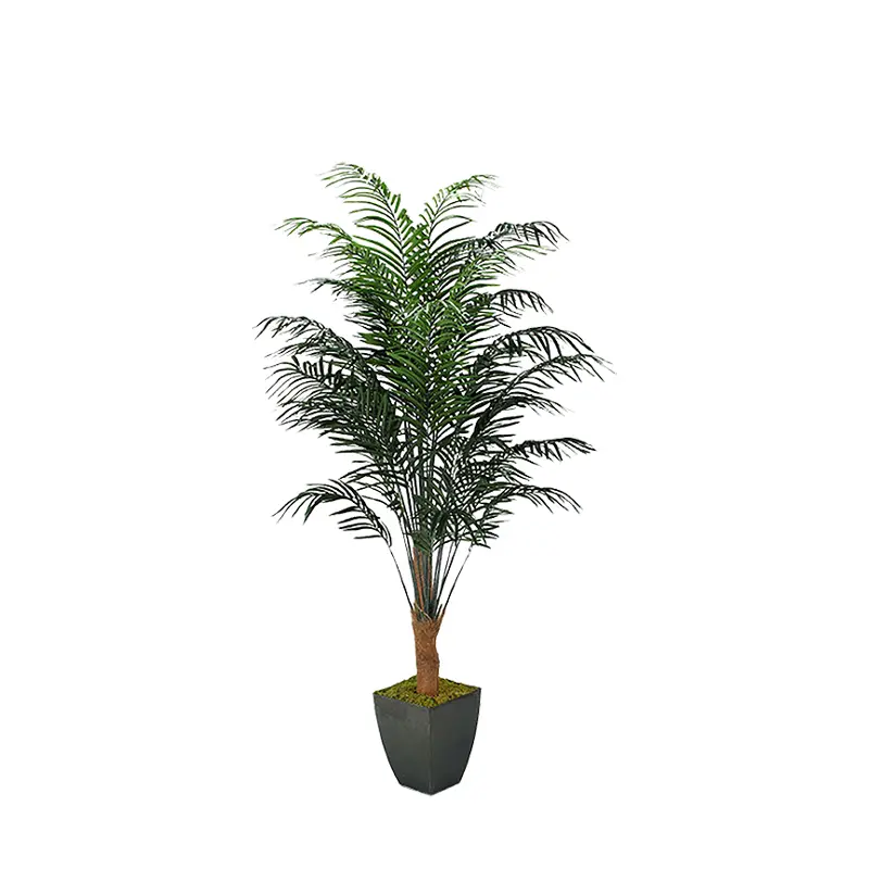 8' Dwarf Areca Palm