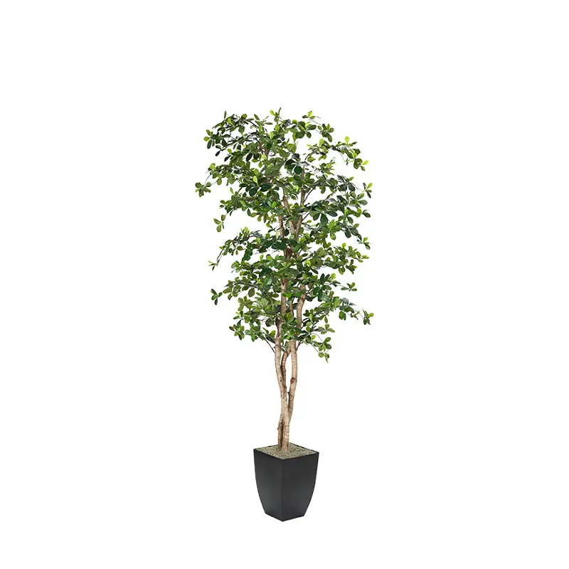 8' Black Olive Tree