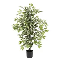 Tall Green Indoor and Outdoor Tree